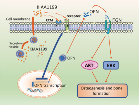 KIAA1199: la proteina che regola negativamente il differenziamento osteoblastico e la formazione ossea