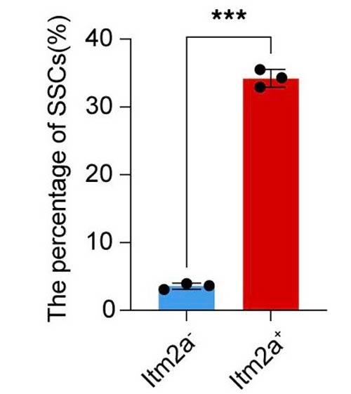 ITM2A: nuovo marker per le cellule staminali scheletriche periostali