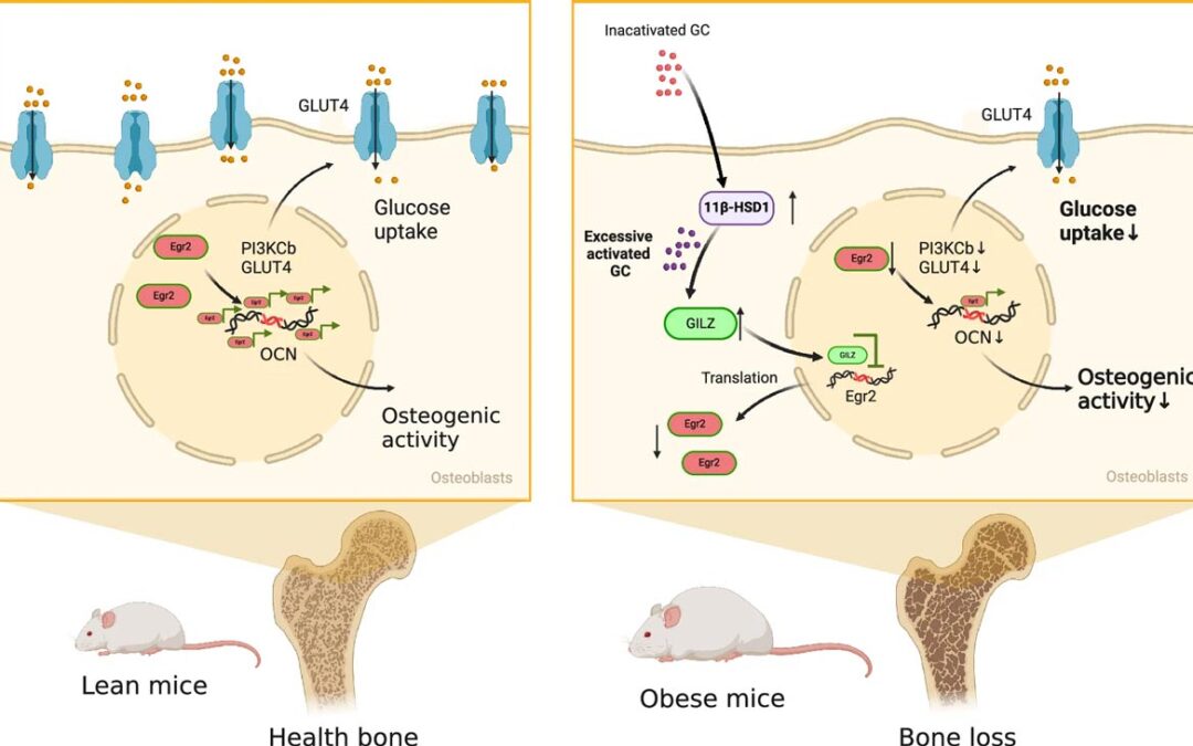 Inibizione di 11β-HSD1 negli osteoblasti: un nuovo approccio terapeutico per contrastare obesità e osteoporosi?